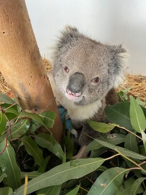 Ballarat Wildlife Rehabilitation and Conservation Inc