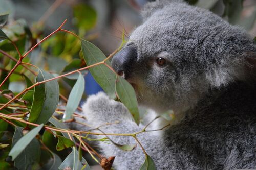 Ballarat Wildlife Rehabilitation and Conservation Inc