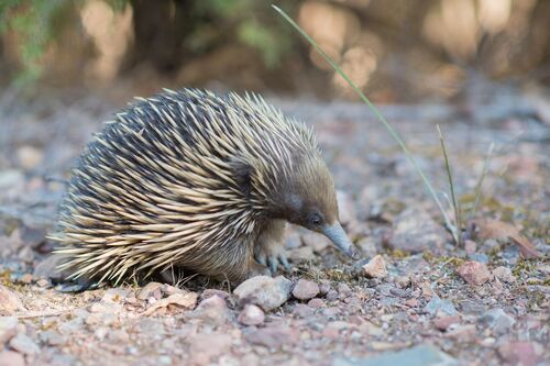 Ballarat Wildlife Rehabilitation and Conservation Inc