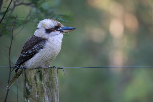 Ballarat Wildlife Rehabilitation and Conservation Inc