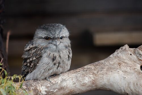 Ballarat Wildlife Rehabilitation and Conservation Inc