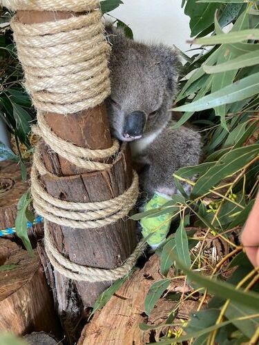 Ballarat Wildlife Rehabilitation and Conservation Inc