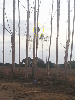 Blue Gum Plantations ~ Threats to Koala Welfare - BWRAC