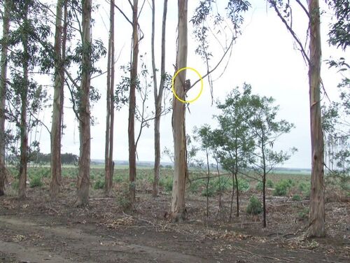 Blue Gum Plantations ~ Threats to Koala Welfare - BWRAC