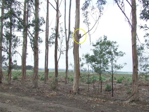 Blue Gum Plantations ~ Threats to Koala Welfare - BWRAC