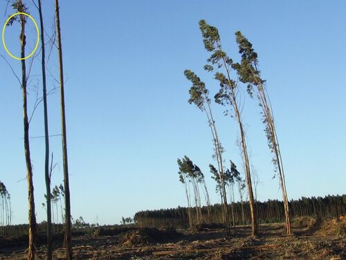 Blue Gum Plantations ~ Threats to Koala Welfare - BWRAC