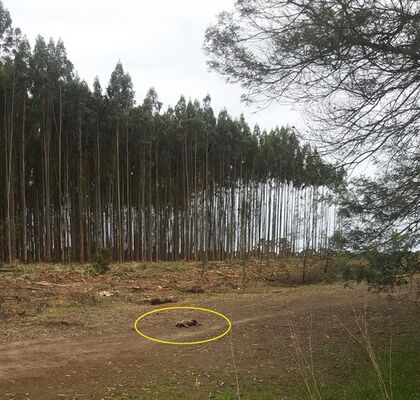 Blue Gum Plantations ~ Threats to Koala Welfare - BWRAC