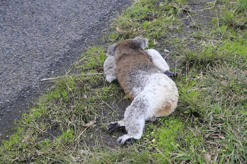 deceased koala, 400 meters from plantation harvested