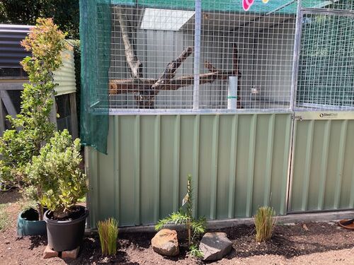 Koala enclosure with Planet Arch trees