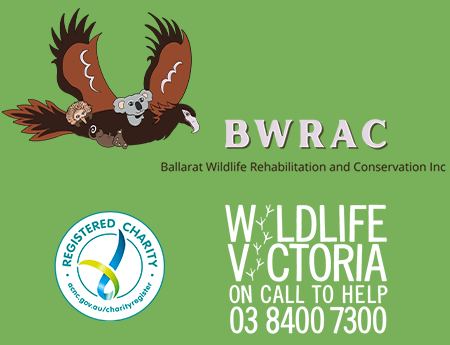 Ballarat Wildlife and Conservation Inc - BWRAC