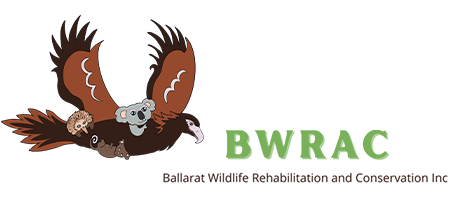 Ballarat Wildlife and Conservation Inc - BWRAC